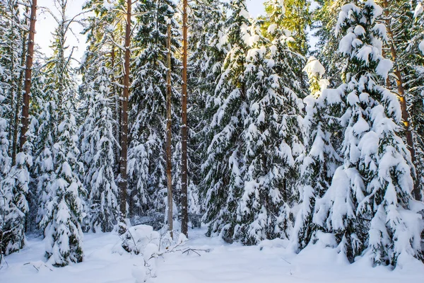 겨울 숲의 풍경. 눈으로 덮인 나무들. — 스톡 사진