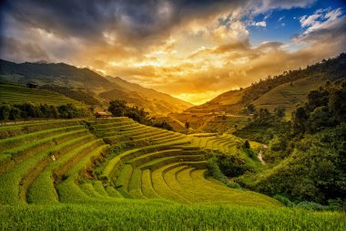 Yağmur mevsiminde Mu Cang Chai, Yen Bai, Vietnam 'da pirinç tarlaları terasta.