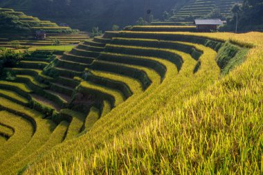 Yağmur mevsiminde Mu Cang Chai, Yen Bai, Vietnam 'da pirinç tarlaları terasta.