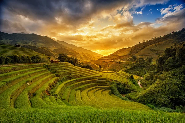 Campi di riso in terrazza nella stagione delle piogge a Mu Cang Chai, Yen Bai, Vietnam — Foto Stock