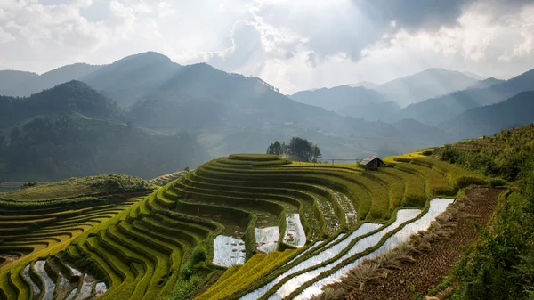 Campi di riso in terrazza nella stagione delle piogge a Mu Cang Chai, Yen Bai, Vietnam — Foto Stock