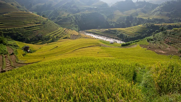 Rice fields on terrace in rainy season at Mu Cang Chai, Yen Bai, Vietnam — Stock Fotó