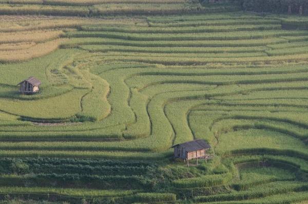 Campos de arroz en la terraza en temporada de lluvias en Mu Cang Chai, Yen Bai, Vietnam — Foto de Stock