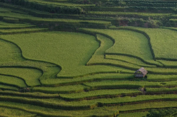 Campos de arroz en la terraza en temporada de lluvias en Mu Cang Chai, Yen Bai, Vietnam — Foto de Stock