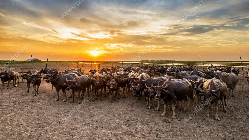 ankel Kurv Bryggeri Buffalo in Thailand at sunset with orange blue cloudy sky. Stock Photo by  ©chanwity 118899074