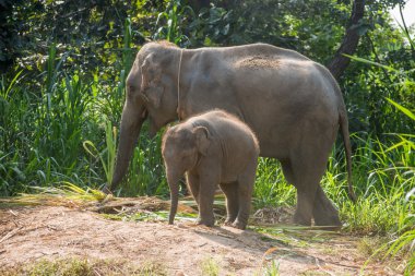 Hemen yanında bir yetişkin bir genç fil.