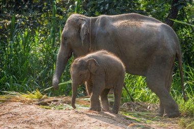 Hemen yanında bir yetişkin bir genç fil.