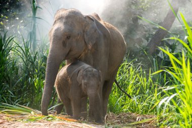 Hemen yanında bir yetişkin bir genç fil.