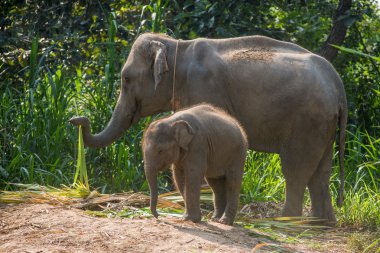 Hemen yanında bir yetişkin bir genç fil.
