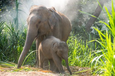 Hemen yanında bir yetişkin bir genç fil.