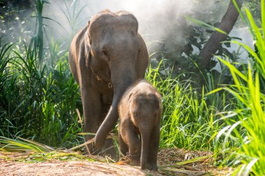 Hemen yanında bir yetişkin bir genç fil.