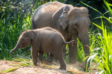 Hemen yanında bir yetişkin bir genç fil.