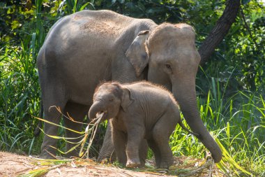 Hemen yanında bir yetişkin bir genç bir fil.