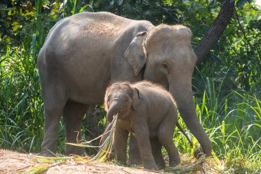 Hemen yanında bir yetişkin bir genç bir fil.