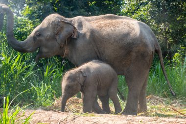 Hemen yanında bir yetişkin bir genç bir fil.