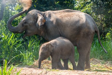 Hemen yanında bir yetişkin bir genç bir fil.