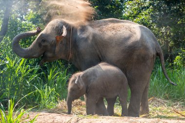 Hemen yanında bir yetişkin bir genç bir fil.