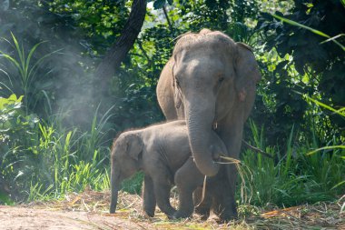 Hemen yanında bir yetişkin bir genç bir fil.