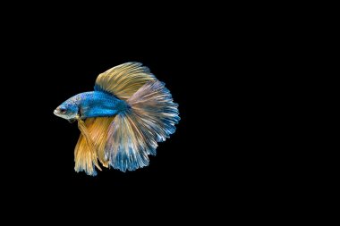 Siyam savaşçısı balıklar siyah arkaplanda izole edilmiş..