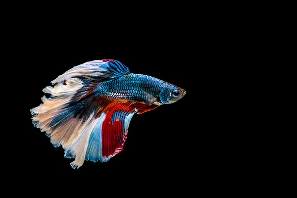 Peixe de combate siamês isolado no fundo preto. — Fotografia de Stock