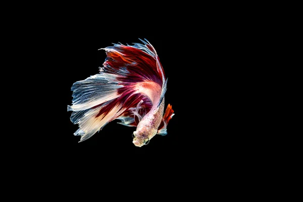 Peixe de combate siamês isolado no fundo preto. — Fotografia de Stock