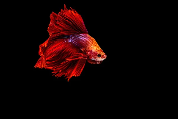 Siamesischer Kampffisch isoliert auf schwarzem Hintergrund. — Stockfoto