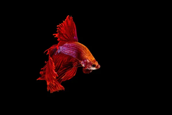 Siamese fighting fish isolated on black background. — Stock Photo, Image