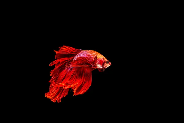 Siamese fighting fish isolated on black background. — Stock Photo, Image