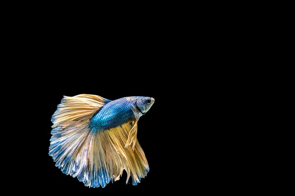 Siamese fighting fish isolated on black background. — Stock Photo, Image