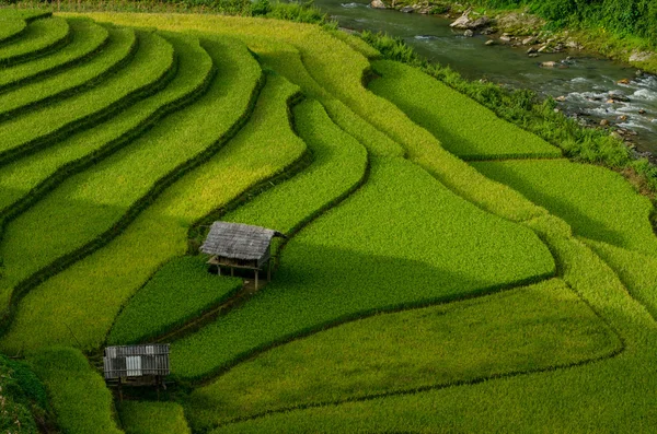 Campos de arroz verde en terrazas en Muchangchai, Vietnam Campo de arroz — Foto de Stock