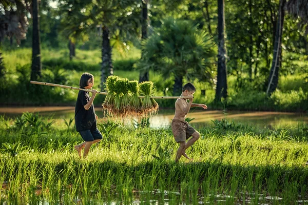 Thailand Boeren Rijst Planten Groeien Rijst Het Regenseizoen — Stockfoto