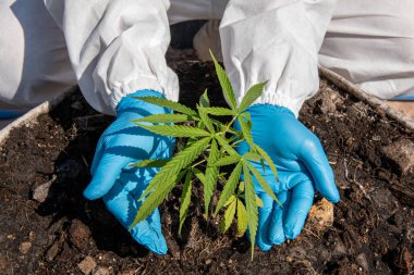 Ccannabis Çiçeği 'nde Tıbbi Marihuana Bitkisel alternatif tıp konsepti, cbd yağı, serada ilaç endüstrisi.