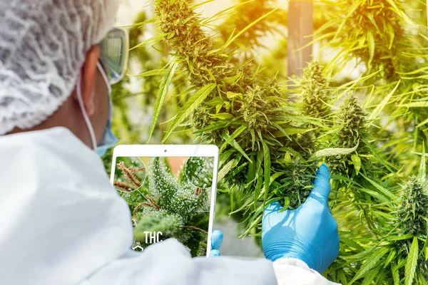 Portrait of scientist with mask , glasses and gloves. Checking analysing and results with Tablet to patient medical marijuana cannabis flowers in a greenhouse.