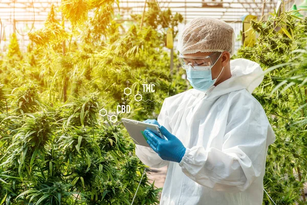 Maskeli, gözlüklü ve eldivenli bir bilim adamı portresi. Bir seradaki tıbbi marihuana esrarı çiçeklerinin analiz ve sonuçlarını Tablet ile kontrol etmek.