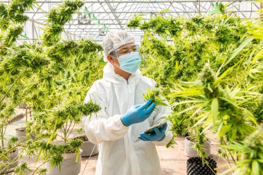 Maskeli, gözlüklü ve eldivenli bir bilim adamı portresi. Bir seradaki tıbbi marihuana esrarı çiçeklerinin analiz ve sonuçlarını Tablet ile kontrol etmek.