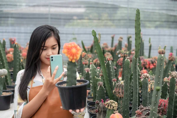 Beautiful Farmer Checking Quality Cactus Plants Tablet Pot Cactus Farm — Stock Photo, Image