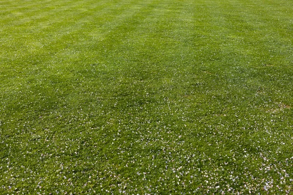 Background image of green grass — Stock Photo, Image