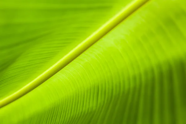 Background of banana leaf — Stock Photo, Image