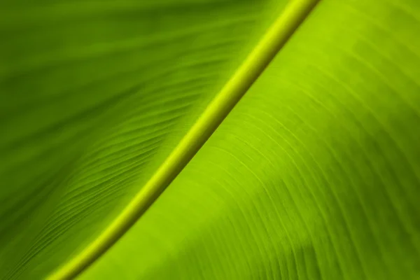 Antecedentes da folha de banana — Fotografia de Stock