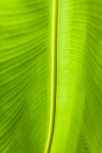 Antecedentes da folha de banana — Fotografia de Stock