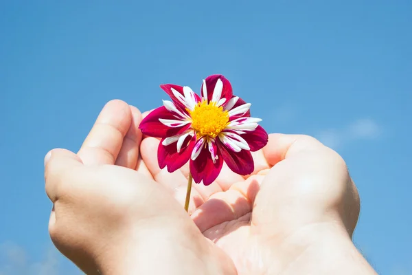 Dahlia flower on blue sky background — Stock Photo, Image