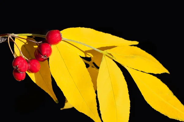 Hawthorn with yellow leaves — Stock Photo, Image