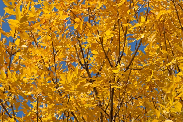 Sonbahar Yaprakları