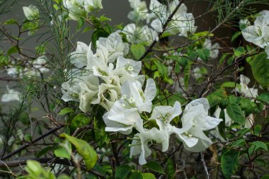 Beyaz Bouganvillea bahçede çiçek açıyor. Bali, Endonezya.