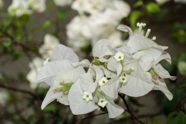 Beyaz Bouganvillea bahçede çiçek açıyor. Bali, Endonezya.