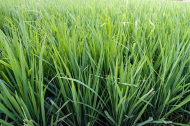 Bali 'nin kırsal kesimlerinde pirinç tarlaları, sudaki bitkiler, tarım tarımı, Endonezya' da yetiştirilmiş gıda kaynakları.       