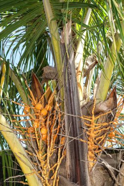  Cocos Nucifera, hala çok küçük hindistan cevizleri ile. Bali, Endonezya