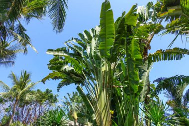 Banana trees and Strelitzia nicolai view from underneath. Bali, Indonesia