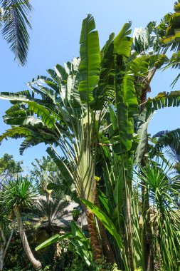 Banana trees and Strelitzia nicolai view from underneath. Bali, Indonesia