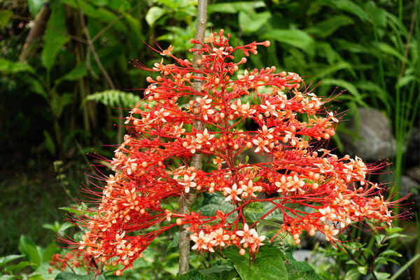 Clerodendrum paniculatum, Pagoda flower, shrub with large glossy lobed leaves and small orange red flowers in up to 45 cm long thyrsoid inflorescence. Bali, Indonesia.